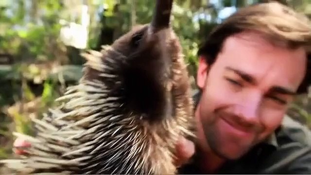 Wild Animal Encounters - Ben Britton - Frill Necked Lizard