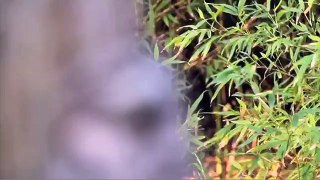 Wild Animal Encounters - Ben Britton - Tawny Frogmouth