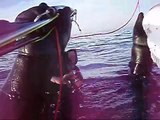 Spearfishing Flounder 1,97 kg Denmark