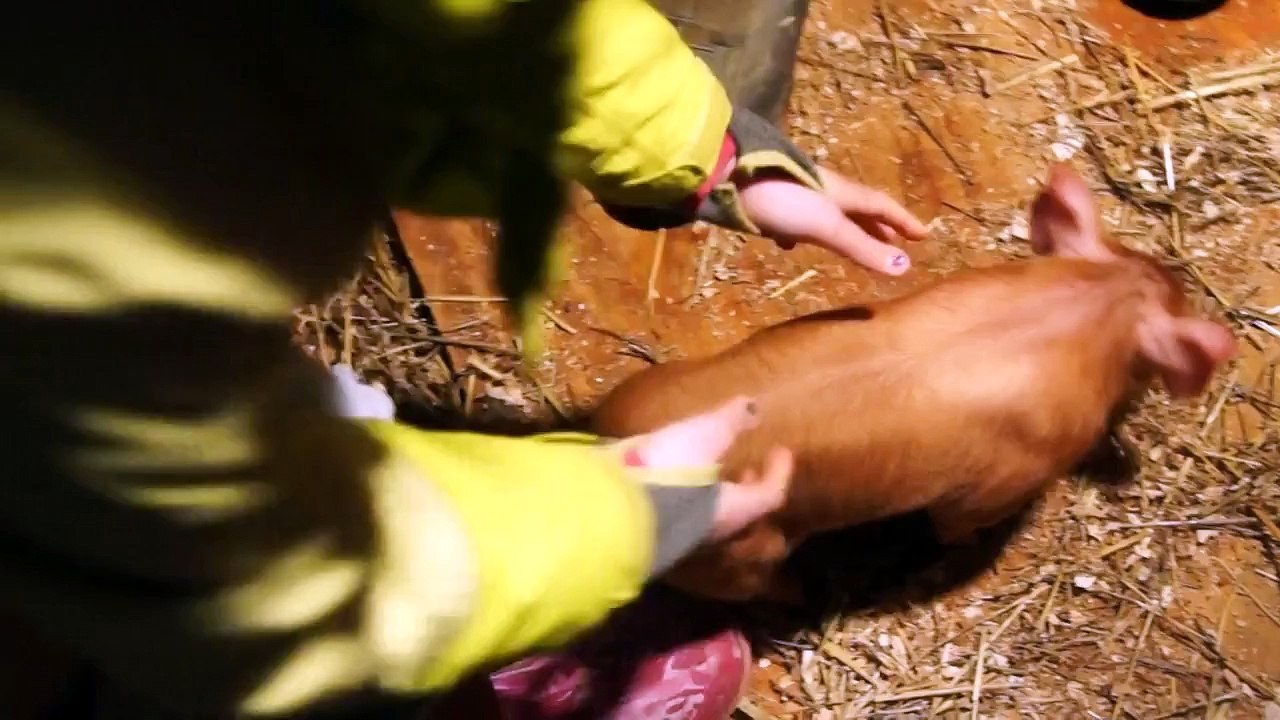 Two Week Old Piglets Get Their Iron Shots
