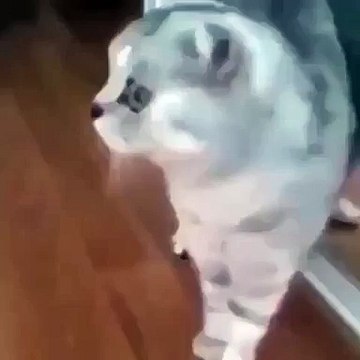 Funny Little Creatures Mind....blown ~ Strange Creatures ~ Hilarious Animals