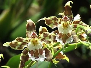 EL PARAISO DE LAS ORQUIDEAS