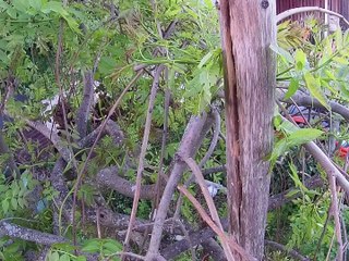 Baobab Elagage - La mascotte du moment : Pic épeiche