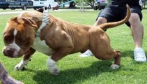 Biggest bully pitbull on earth - PITBULL GIANT - strongest dogs in the world