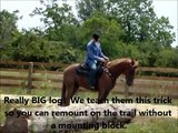 Tennessee Walking Horse learning to canter