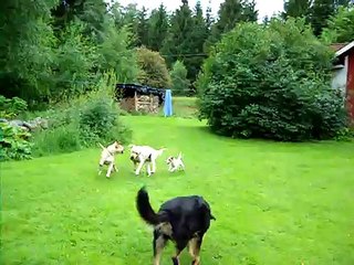 amstaff vs labrador vs jack russell