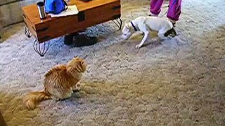 Ziggy meets the cat