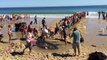 US beachgoers try and save beached shark