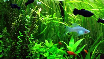 Mein Aquarium 320l mit Guppys, Mollys, Platys, Panzerwelsen und Garnelen