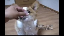 Young Goro, foods in bottle, 6 month old / 生後半年のコーギー 20060423 Goro@Welsh corgi