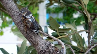 Cicada Singing [HD]