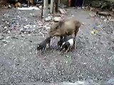 Three Little Pigs and their Mum Running