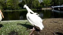 Pelicans at St James Park, London