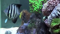 The Fish in My 90 Gallon Reef Tank
