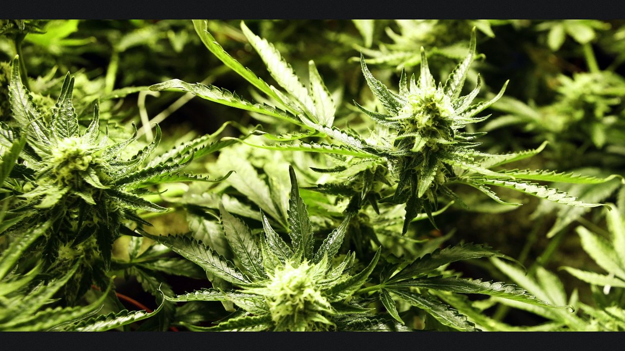 Marijuana Making Too Much Money!! Colorado May Have To Refund $30 Million Dollars to TaxPayers