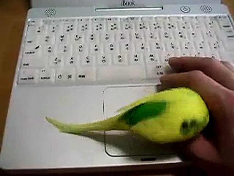 掌中のインコ
