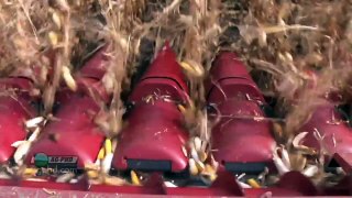 Farm Basics - Corn Growth Stages #737 (Air Date 5/20/12)