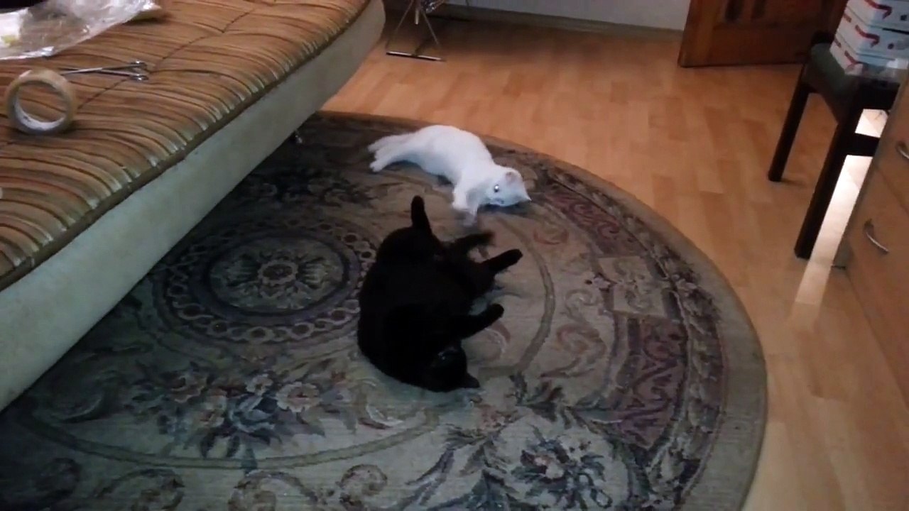 Funny cats