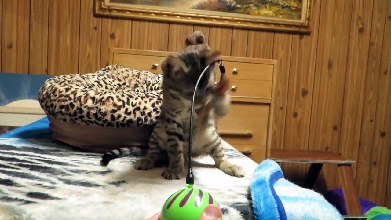 KITTEH BALBOA IN TRAINING