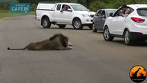 Safari : Ce lion vous montre pourquoi il faut RESTER dans sa voiture...