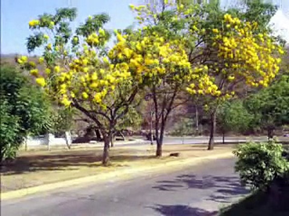 CRISTINA MAICA DE GUAYABO EN GUAYABO MUSICA LLANERA