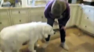 VICIOUS FOOD AGGRESSIVE GREAT PYRENEES SAVED! - Jeffrey Loy : www.FriendToAnimals.com