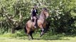 Connected horses, klassische Dressur, Freiarbeit und Halsring, Reiten in Versammlung