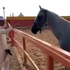 ما شاء الله... حصان اصيل ما رضا بالاهانة