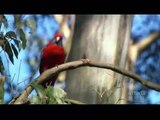 AUSTRALIA's WILD PARROTS & COCKATOOS - PBS SPECIAL - Part 2 of 2