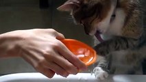 Funny Cat Drinking Water