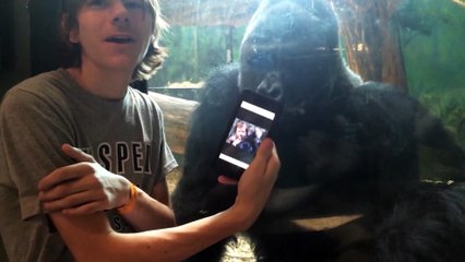 Gorilla watches photos of other gorillas on smartphone... Look his reaction!