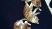 Baby kitten Cat wrestling Cutest video ever