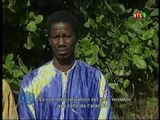 Exploitation de l'anarcade a Toubacouta au Senegal