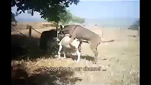Animals video new Donkey      reproduction~1