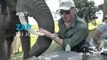 ZAP DU JOUR #227 : Ne soyez pas un héros... / Un éléphant s'attaque à des touristes ! / Une chenille carnivore ! /