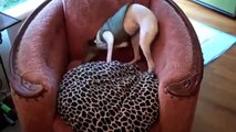 Italian Greyhound dog goes crazy!    music by Backnbloom