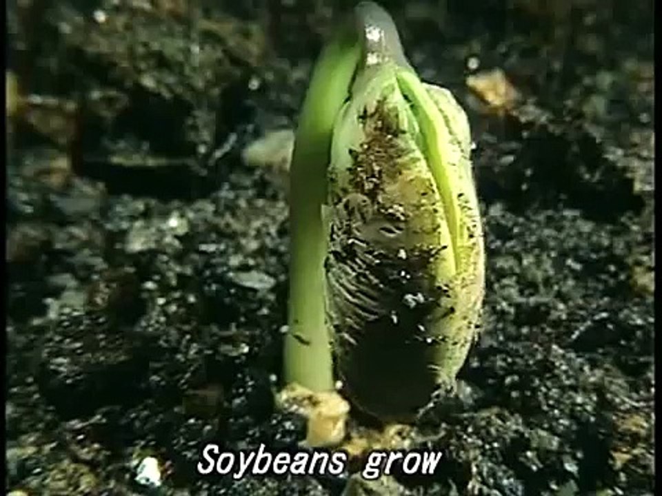科学映像館　Chloroplast and  Soybeans grow マメの成長と葉緑体