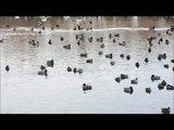 Mallard ducks, Canada geese, gulls, and mute swans at Collingwood Harbour