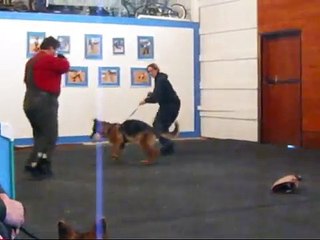 German Shepherds learning basic Bitework