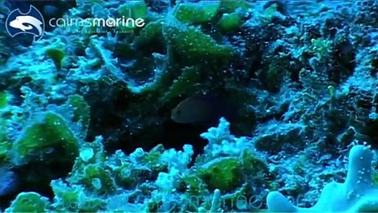 Hand collecting Wrasse, Unicorns and Lemonpeels in the Coral Sea