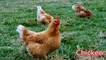 Chicken: Animals for Children Kids Videos Kindergarten Preschool Learning Toddlers Sounds Songs Farm
