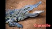 Crocodile: Animals for Children Kids Videos Kindergarten Preschool Learning Toddlers Sounds Songs