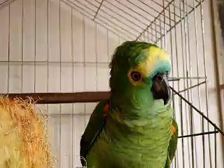 Cólera do Dragão - Papagaio