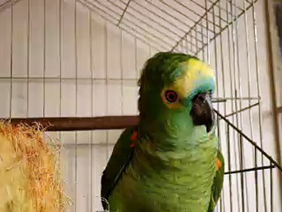 Cólera do Dragão - Papagaio