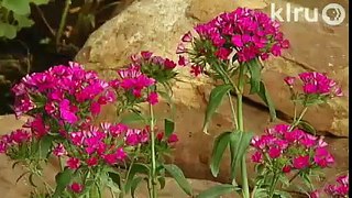 Sherry Smith: Central Texas Gardener