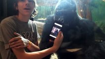 Quand un gorille est fasciné par des photos d'autres singes