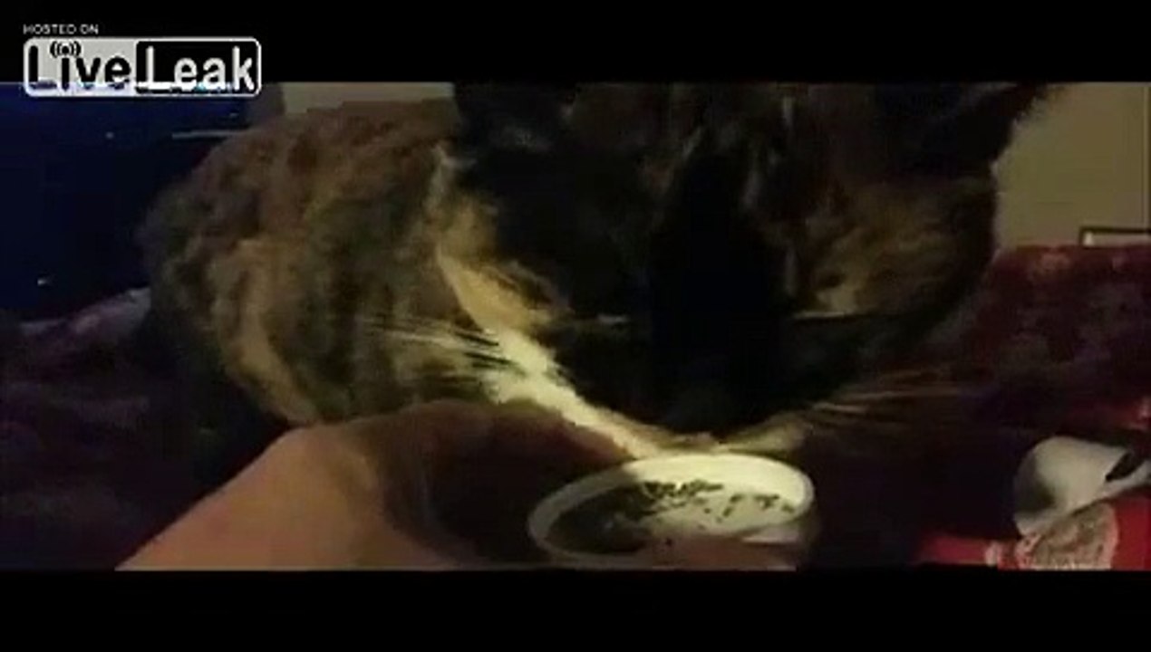 Cat Lovin some catnip in slowmotion