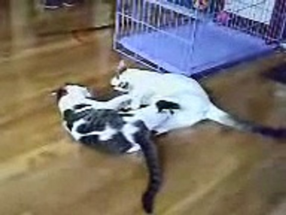 貓貓Galie & Goolu 006-- Ming'X Studio