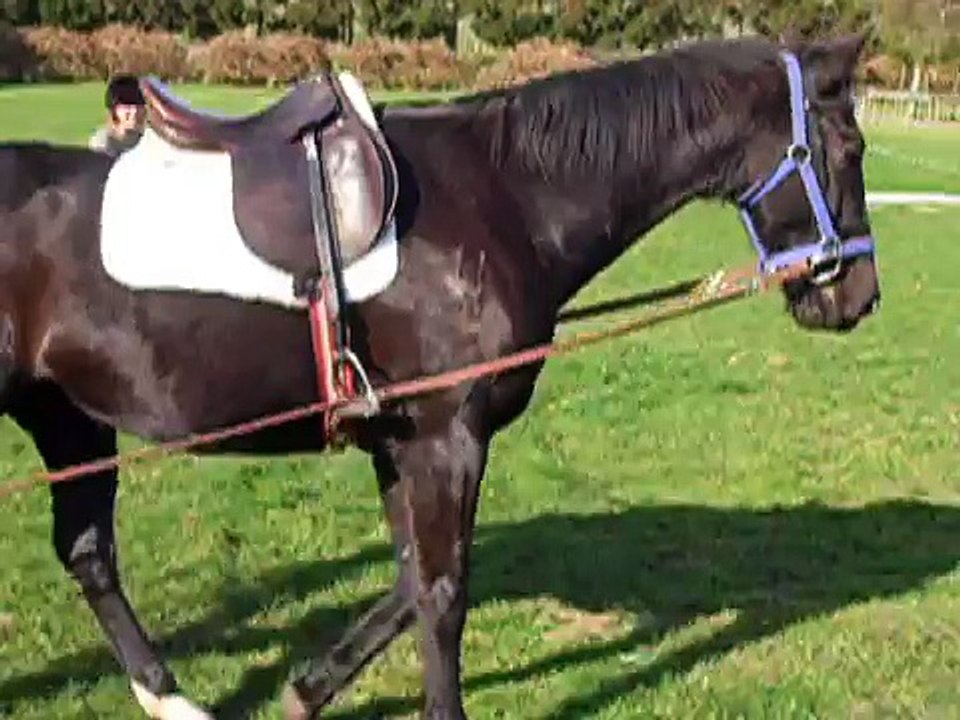 Bucking horse on lunge