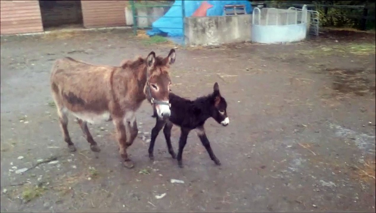 Faye and her new foal